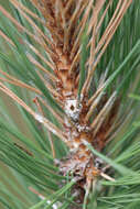 Image of Red Pine Shoot Moth