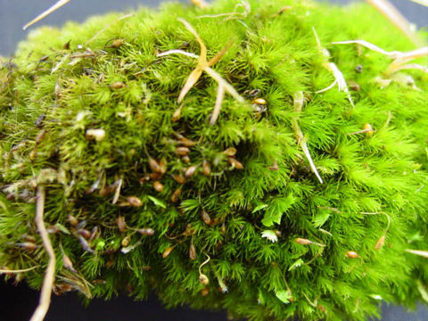 Image of rusty swan-neck moss