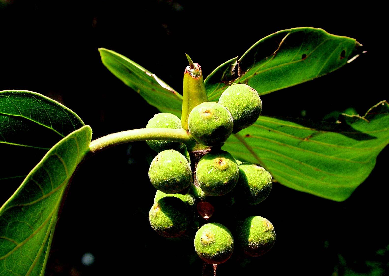 Image of Ficus dalhousiae (Miq.) Miq.