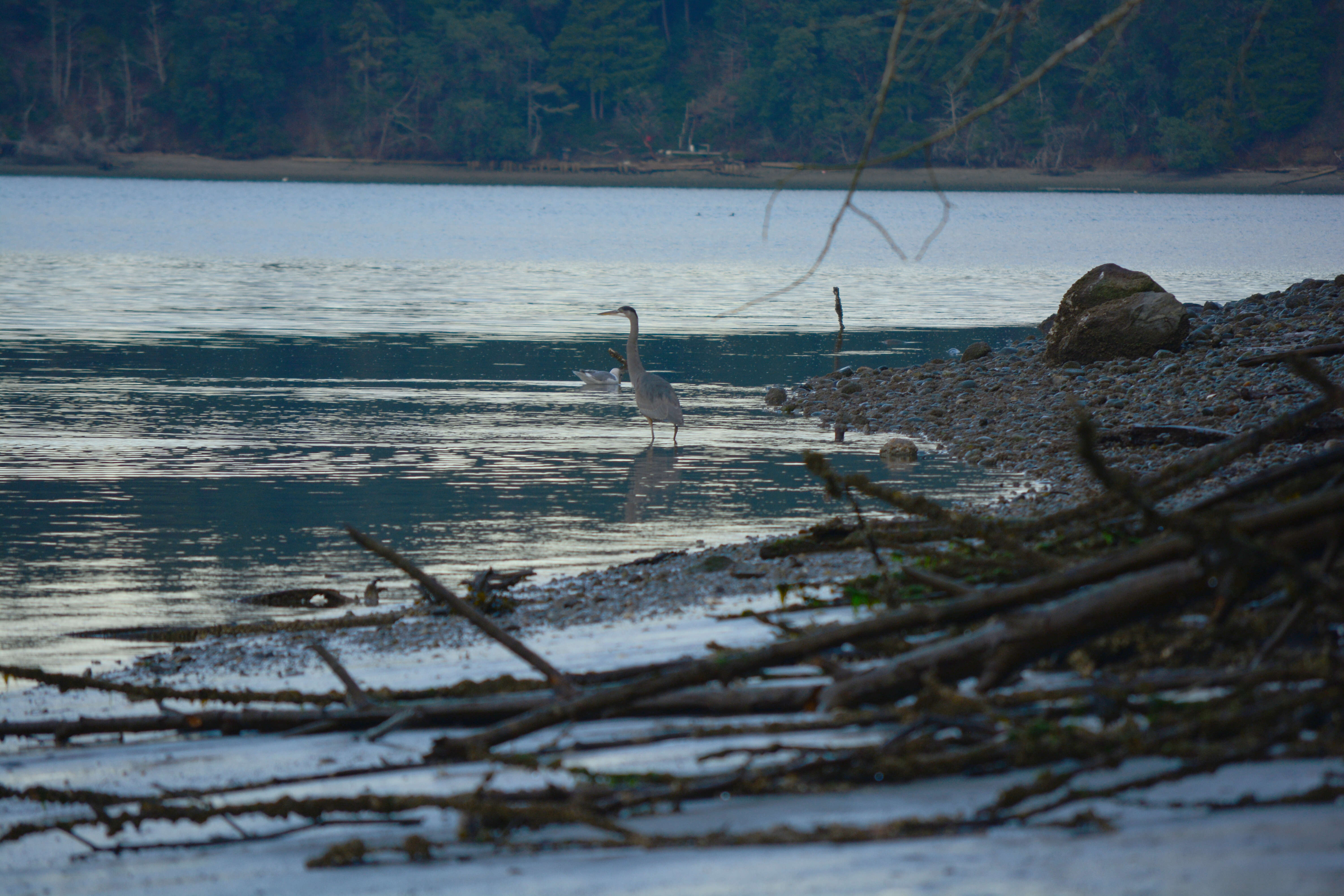 Image of Glaucous-winged Gull