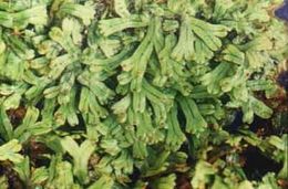 Marchantia linearis Lehm. & Lindenb. resmi