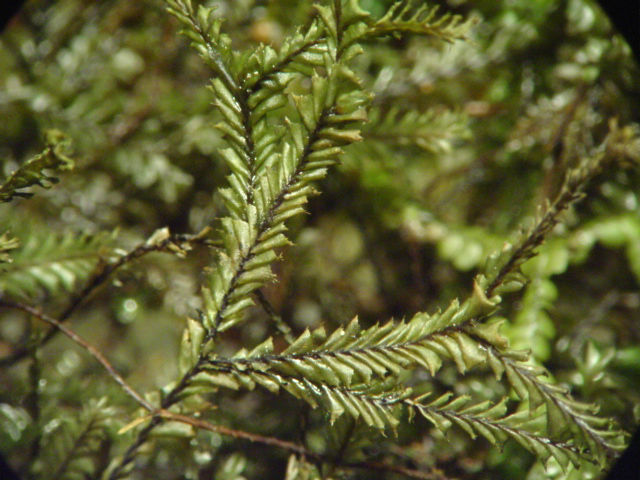 Imagem de Plagiochila chinensis Steph.