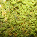 Image of Cylindrocolea tagawae (N. Kitag.) R. M. Schust.