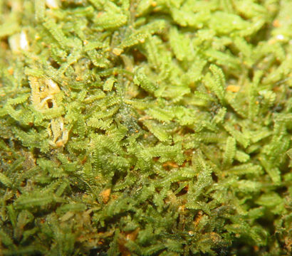 Image of Cylindrocolea tagawae (N. Kitag.) R. M. Schust.