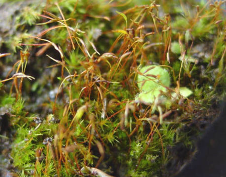 Image of trematodon moss