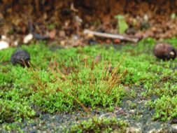 Image of hyophila moss