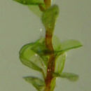 Image de <i>Gymnostomiella vernicosa</i> (Hook.) M. Fleisch. var. <i>tenerum</i> (C. Muell. ex Dusen) Arts & J. Bryol.