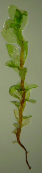Слика од <i>Gymnostomiella vernicosa</i> (Hook.) M. Fleisch. var. <i>tenerum</i> (C. Muell. ex Dusen) Arts & J. Bryol.
