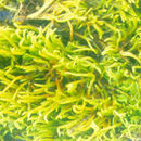 Image of Anomobryum auratum Jaeger 1875