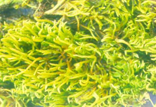 Image of Anomobryum auratum Jaeger 1875