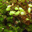 Image of common green bryum moss