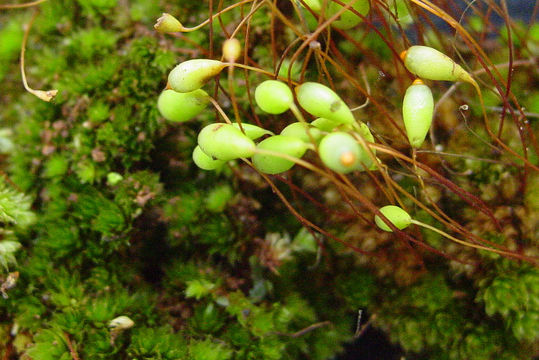 Image of common green bryum moss