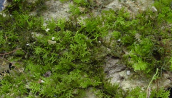 Image of Pelekium gratum Touw 2001