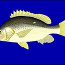 Image of Star snapper