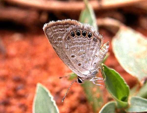 Image of Grass Jewels