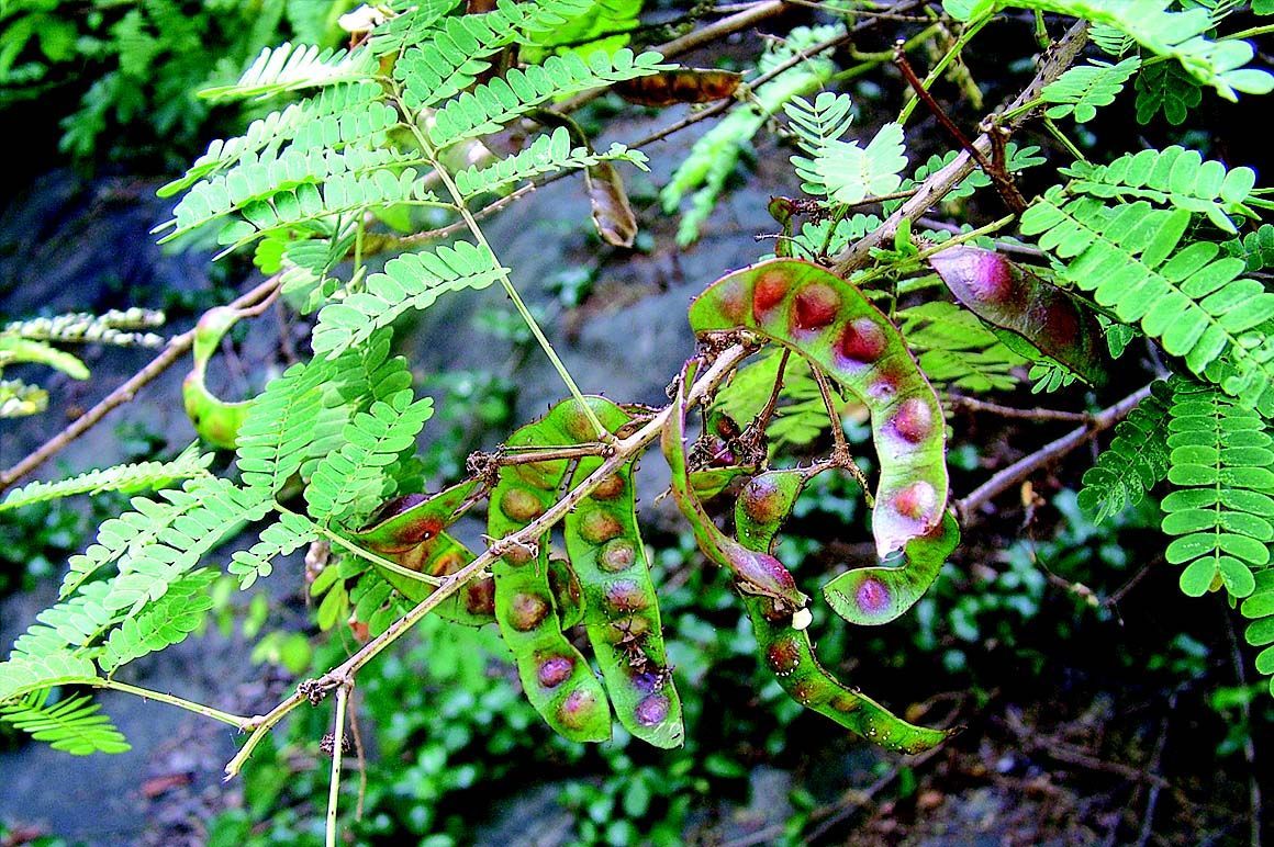 Plancia ëd <i>Acacia caesia</i> (L.) Willd.