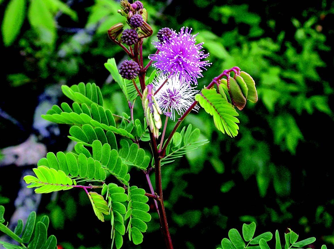 Plancia ëd <i>Acacia caesia</i> (L.) Willd.