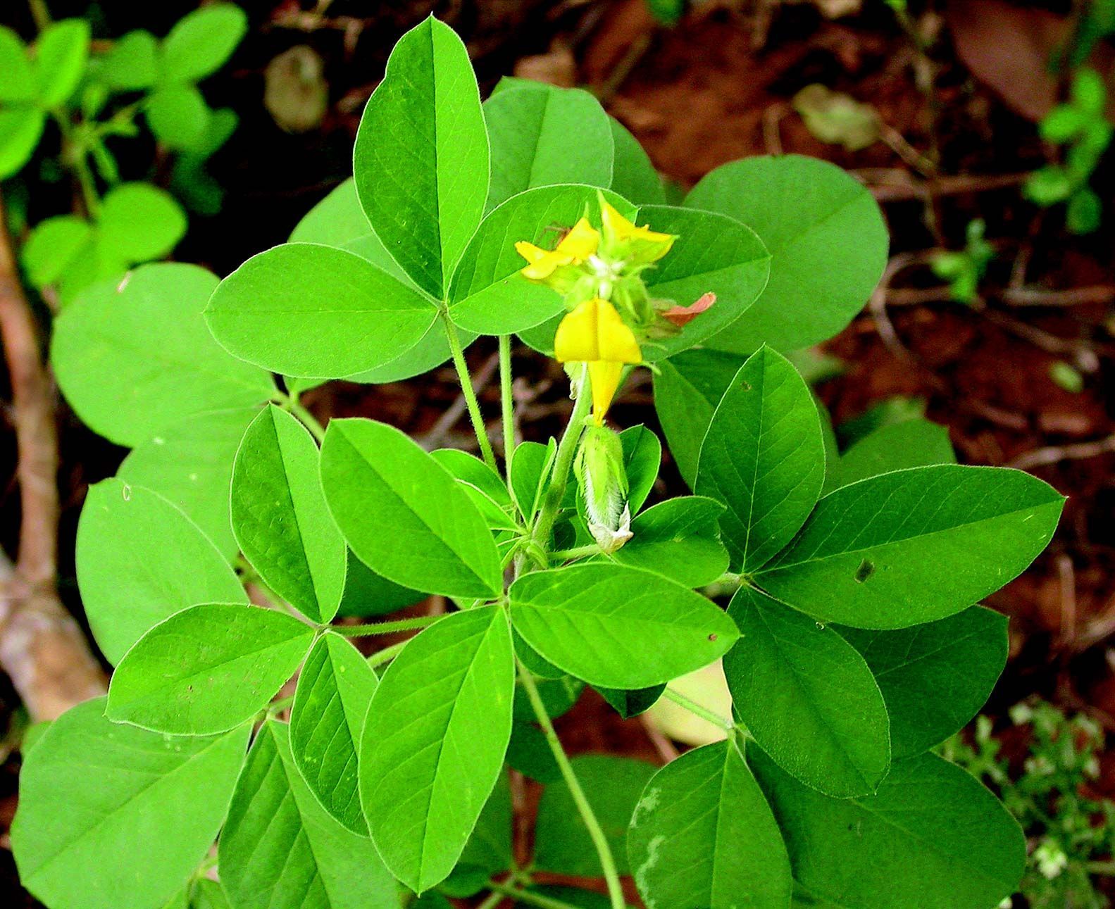 Image of Caracas rattlebox