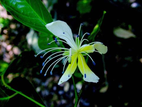 Image of Capparis nilgiriensis G. V. Subba Rao, G. R. Kumari & V. Chandrasekaran