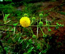 Plancia ëd <i>Acacia nilotica</i>