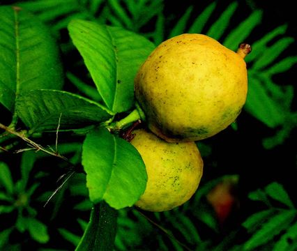 Image of citron