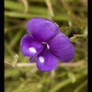 Image of Smithia purpurea Hook.