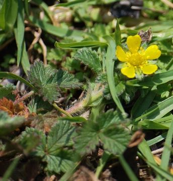 Image of woodland strawberry