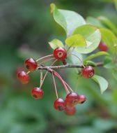 Imagem de Malus baccata (L.) Borkh.