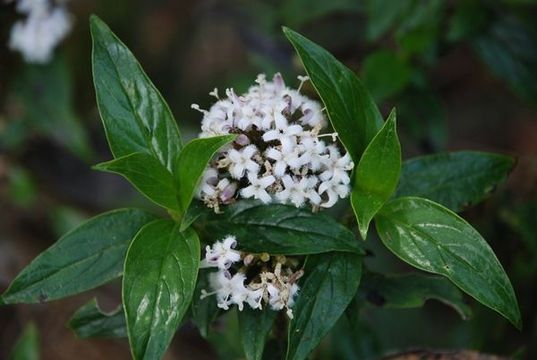 Image of Hedyotis leschenaultiana DC.