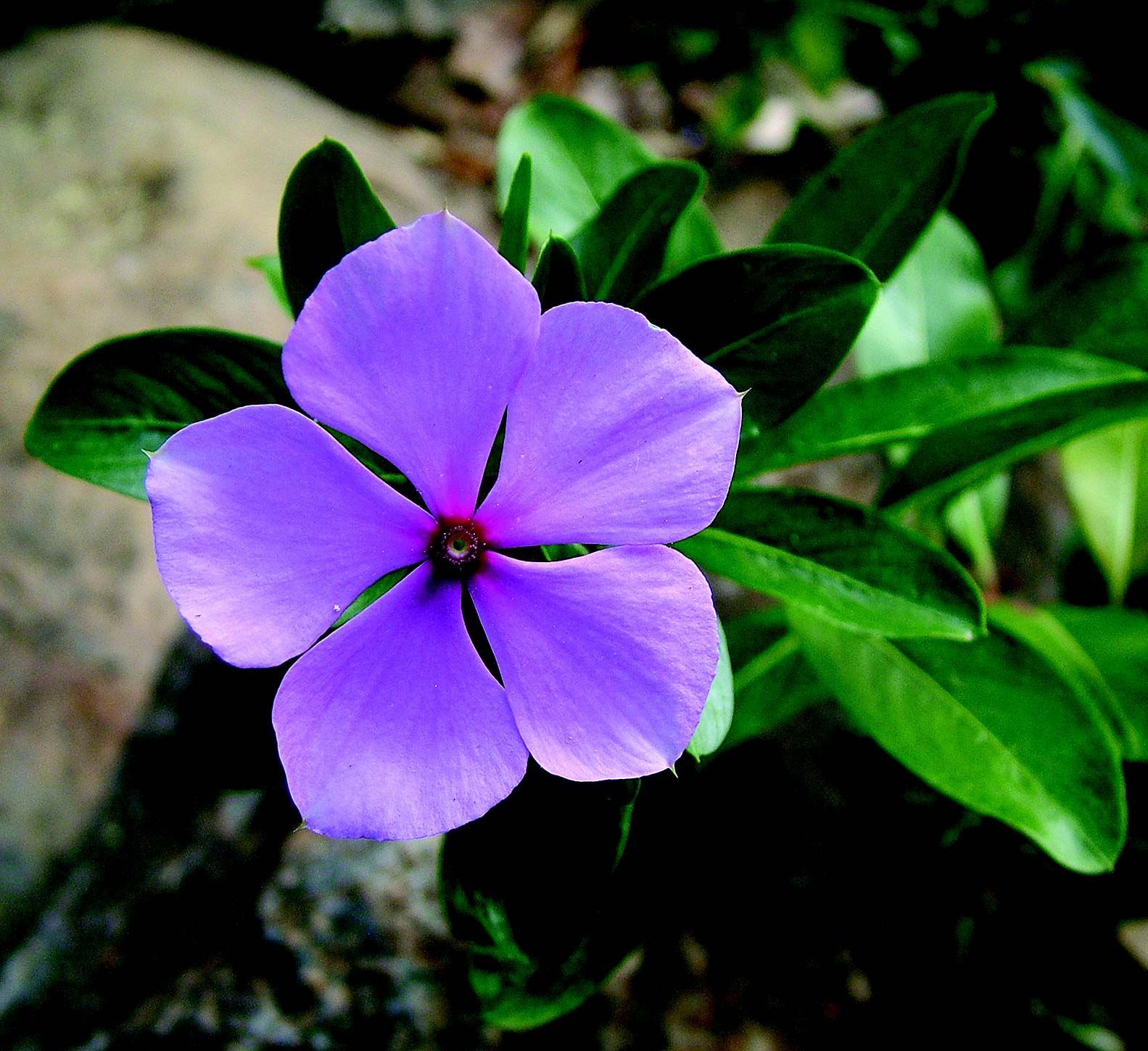 Image of Madagascar periwinkle