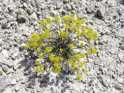 Sivun Alyssum serpyllifolium Desf. kuva