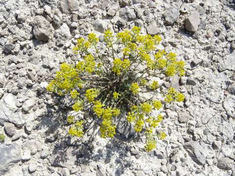 Image of Alyssum serpyllifolium Desf.