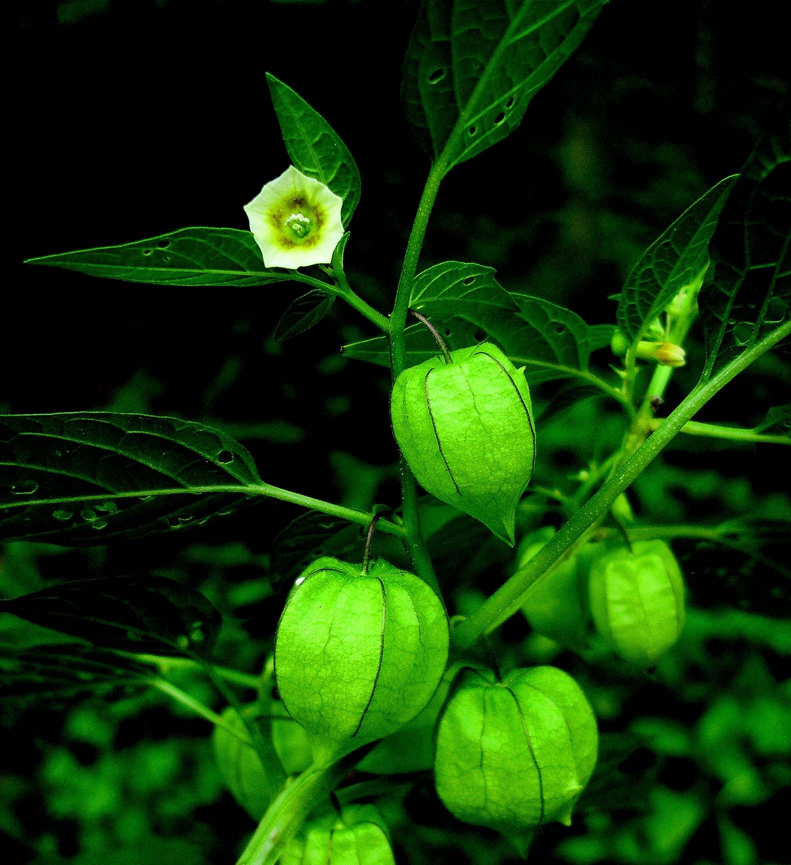 Image de <i>Physalis minima</i> L.