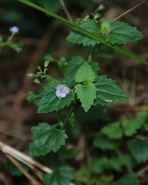 Image of Veronica javanica Bl.