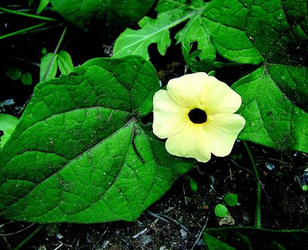 Image of thunbergia