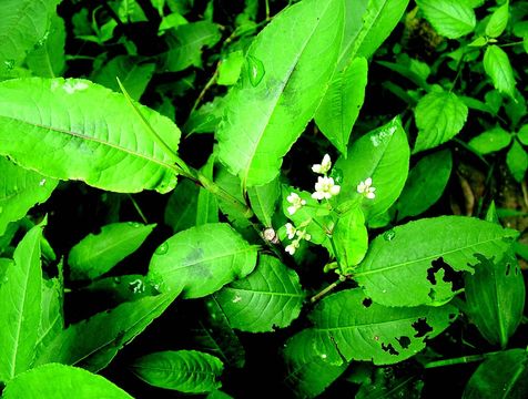 Image of Chinese knotweed