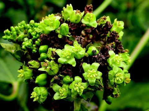 Image of Barbados nut