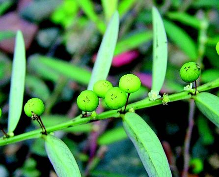 Phyllanthus virgatus G. Forst.的圖片