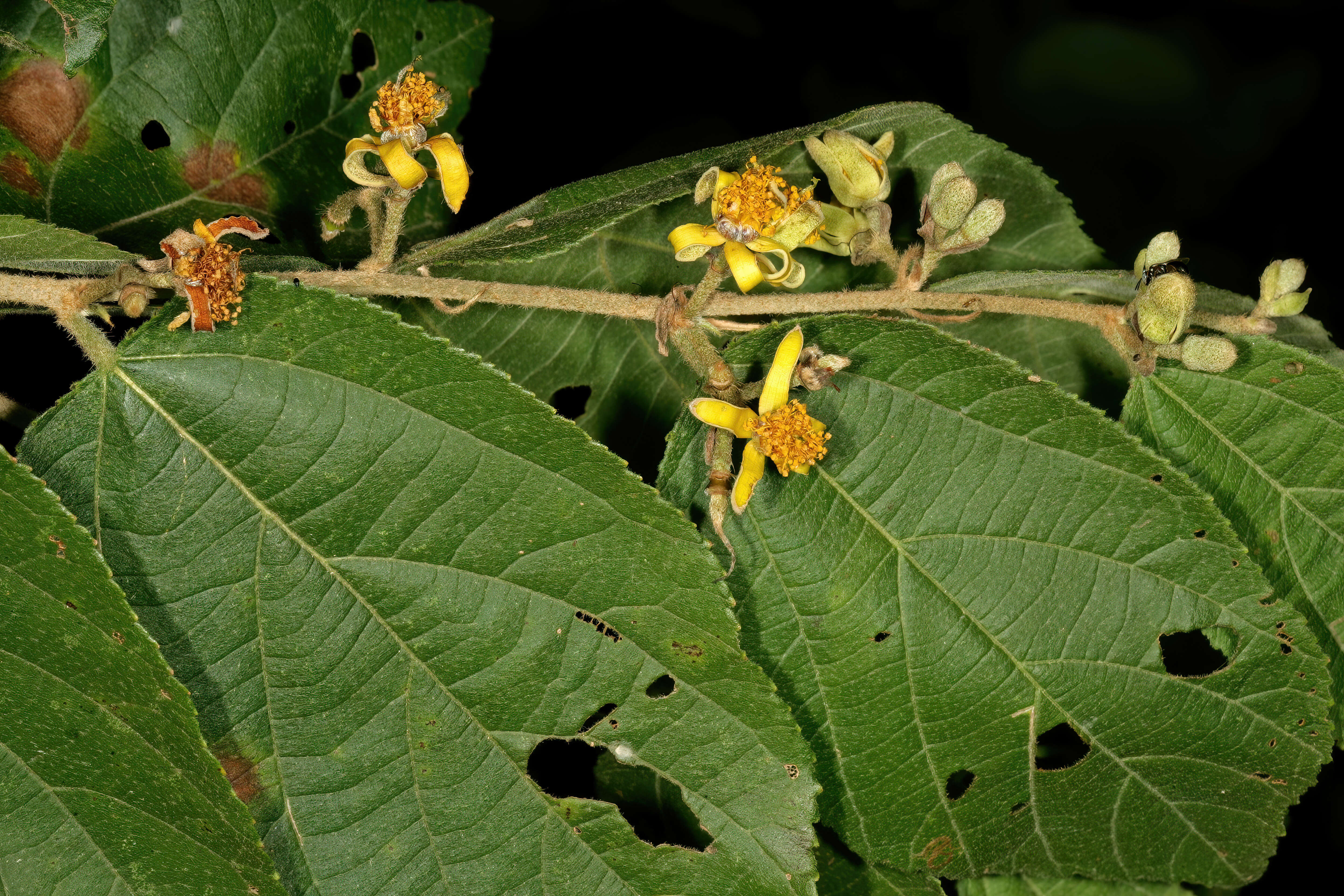 Image de Grewia flavescens Juss.