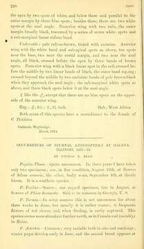 Plancia ëd Charaxes cedreatis Hewitson 1874