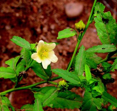 Image of fanpetals