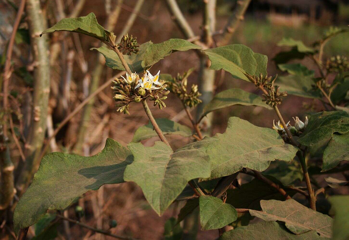 Imagem de Solanum torvum Swartz