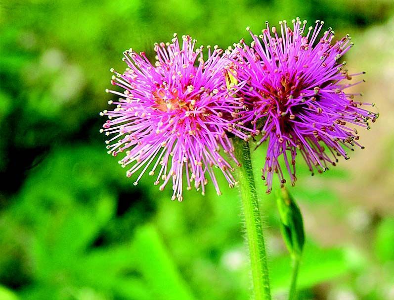 Imagem de Mimosa diplotricha Sauvalle