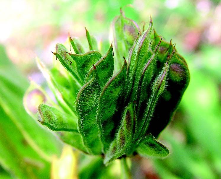 Imagem de Mimosa diplotricha Sauvalle