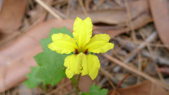 Image of Goodenia rotundifolia R. Br.