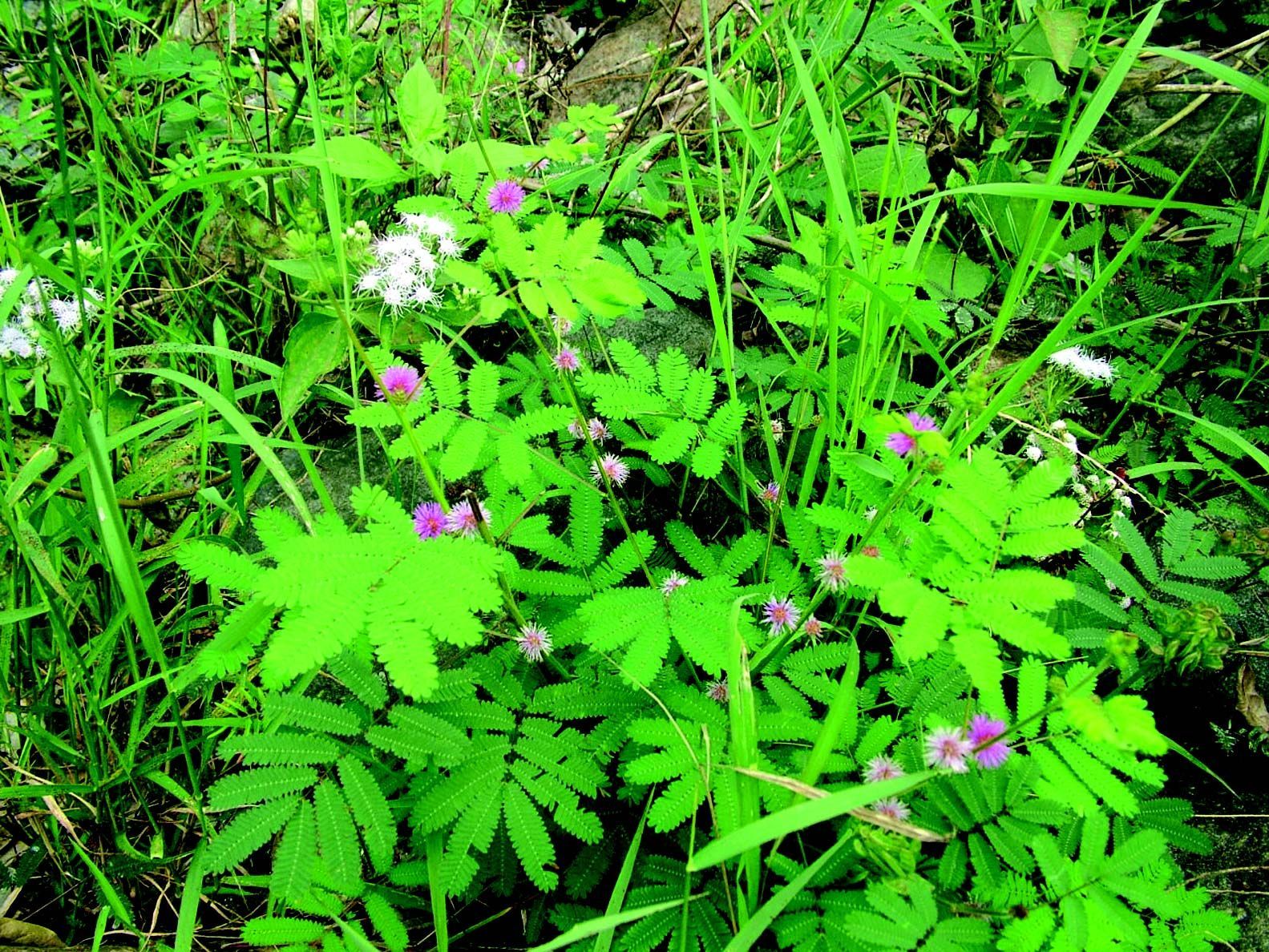 Imagem de Mimosa diplotricha Sauvalle