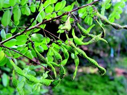 Sivun Ormocarpum sennoides (Willd.) DC. kuva