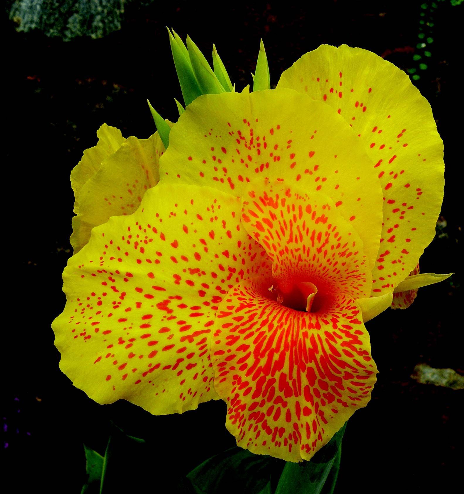 Image de Canna indica L.