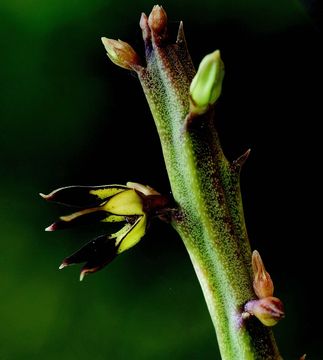 Image of Caralluma