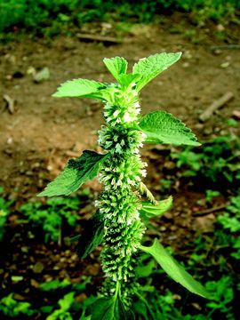 Image of Leucas urticifolia (Vahl) Sm.